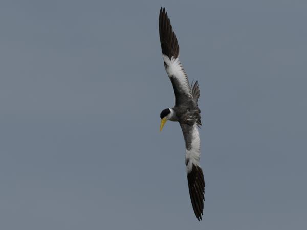 Grootsnavelstern (Phaetusa simplex)